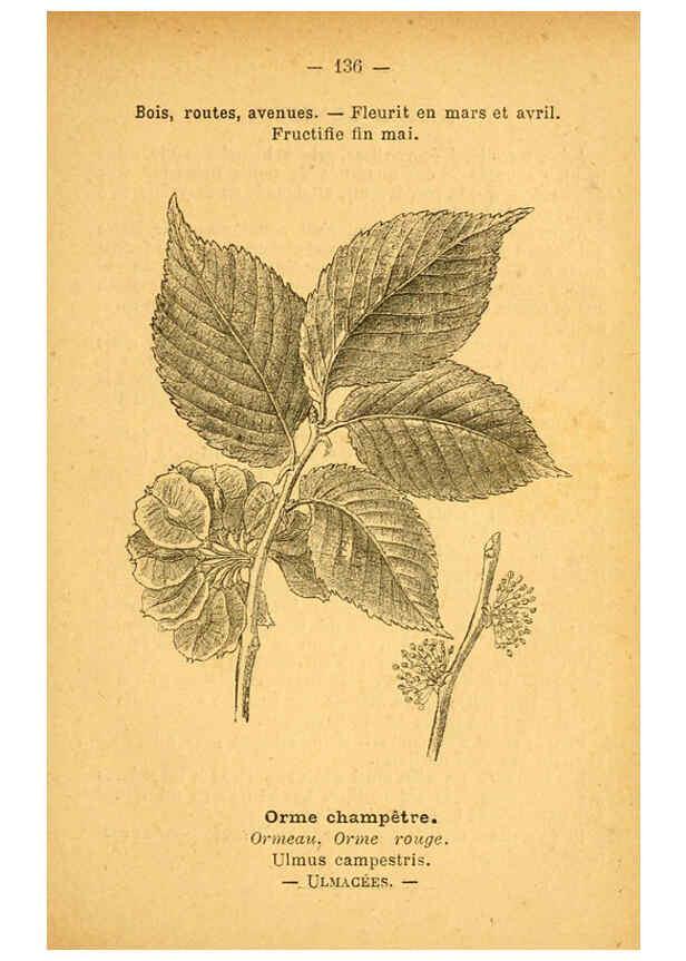 Reproducción/Reproduction 6022045557: Atlas de poche des plantes des champs, des prairies et des bois Paris :P. Klincksieck,[1894] 