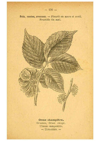 Reproducción/Reproduction 6022045557: Atlas de poche des plantes des champs, des prairies et des bois Paris :P. Klincksieck,[1894] 