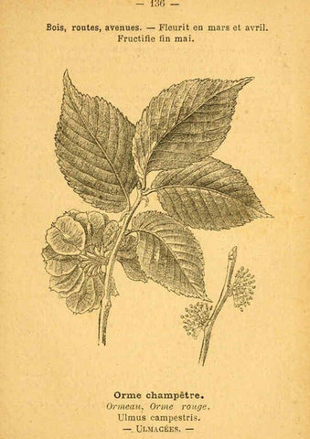 Reproducción/Reproduction 6022045557: Atlas de poche des plantes des champs, des prairies et des bois Paris :P. Klincksieck,[1894] 