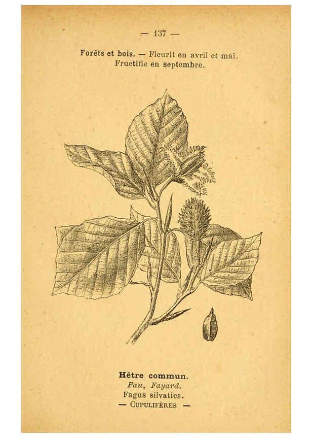 Reproducción/Reproduction 6022045801: Atlas de poche des plantes des champs, des prairies et des bois Paris :P. Klincksieck,[1894] 