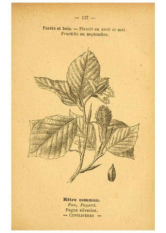 Reproducción/Reproduction 6022045801: Atlas de poche des plantes des champs, des prairies et des bois Paris :P. Klincksieck,[1894] 