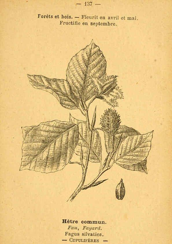 Reproducción/Reproduction 6022045801: Atlas de poche des plantes des champs, des prairies et des bois Paris :P. Klincksieck,[1894] 