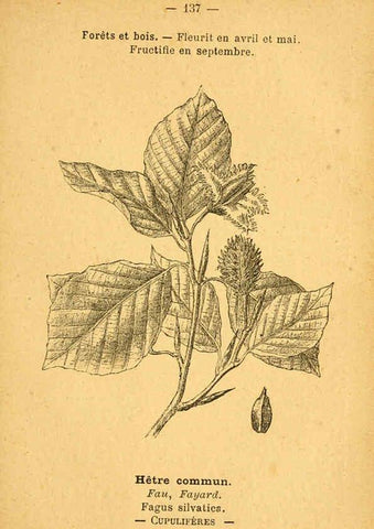 Reproducción/Reproduction 6022045801: Atlas de poche des plantes des champs, des prairies et des bois Paris :P. Klincksieck,[1894] 