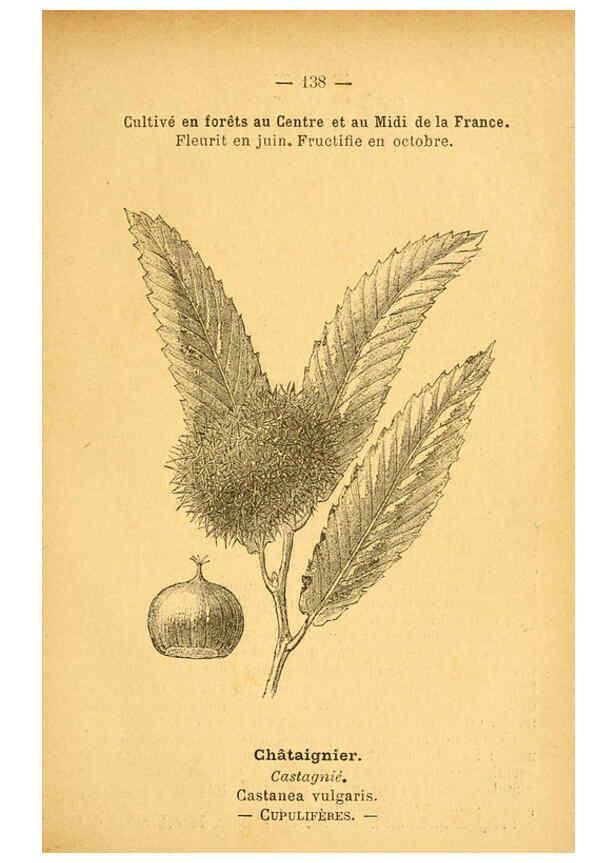 Reproducción/Reproduction 6022603562: Atlas de poche des plantes des champs, des prairies et des bois Paris :P. Klincksieck,[1894] 
