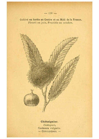 Reproducción/Reproduction 6022603562: Atlas de poche des plantes des champs, des prairies et des bois Paris :P. Klincksieck,[1894] 