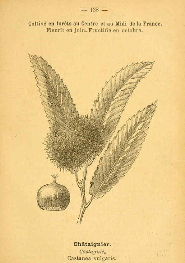 Reproducción/Reproduction 6022603562: Atlas de poche des plantes des champs, des prairies et des bois Paris :P. Klincksieck,[1894] 