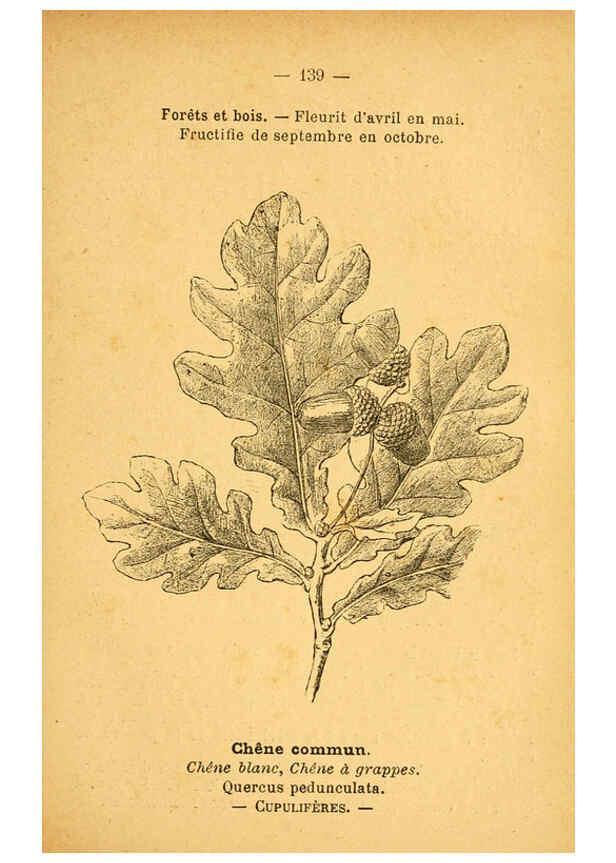 Reproducción/Reproduction 6022046827: Atlas de poche des plantes des champs, des prairies et des bois Paris :P. Klincksieck,[1894] 