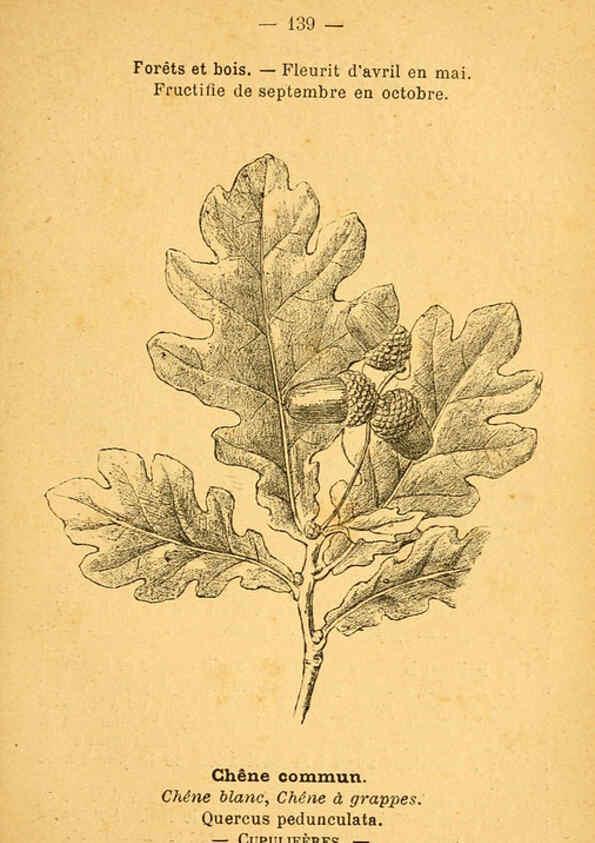 Reproducción/Reproduction 6022046827: Atlas de poche des plantes des champs, des prairies et des bois Paris :P. Klincksieck,[1894] 