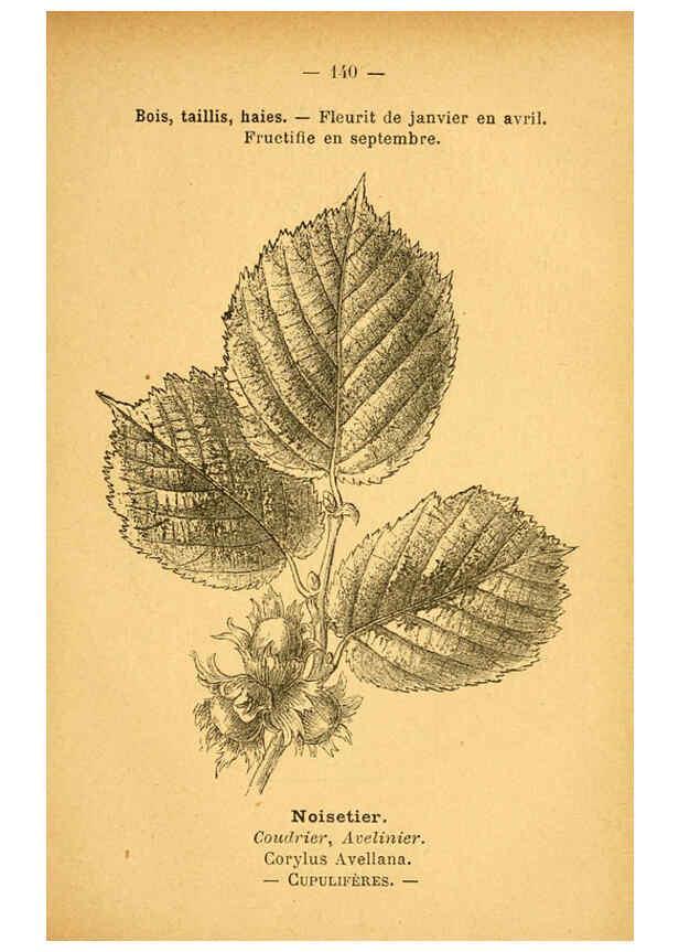 Reproducción/Reproduction 6022047263: Atlas de poche des plantes des champs, des prairies et des bois Paris :P. Klincksieck,[1894] 