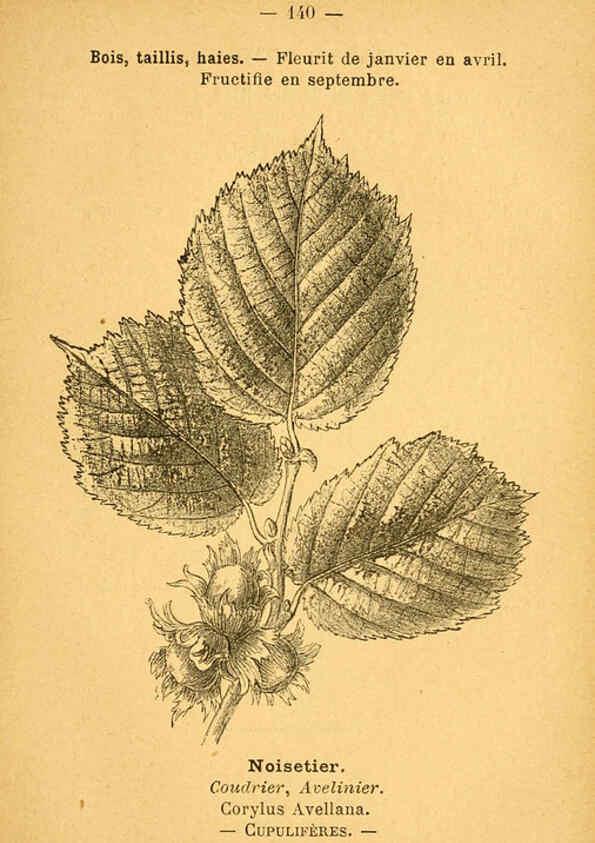 Reproducción/Reproduction 6022047263: Atlas de poche des plantes des champs, des prairies et des bois Paris :P. Klincksieck,[1894] 
