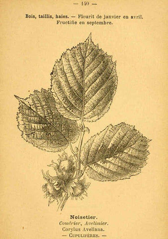 Reproducción/Reproduction 6022047263: Atlas de poche des plantes des champs, des prairies et des bois Paris :P. Klincksieck,[1894] 
