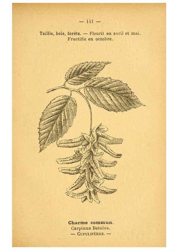 Reproducción/Reproduction 6022604962: Atlas de poche des plantes des champs, des prairies et des bois Paris :P. Klincksieck,[1894] 