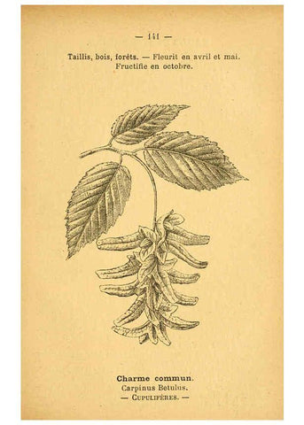 Reproducción/Reproduction 6022604962: Atlas de poche des plantes des champs, des prairies et des bois Paris :P. Klincksieck,[1894] 