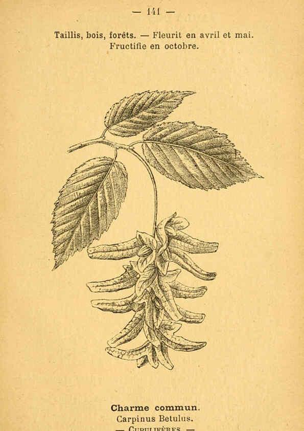 Reproducción/Reproduction 6022604962: Atlas de poche des plantes des champs, des prairies et des bois Paris :P. Klincksieck,[1894] 