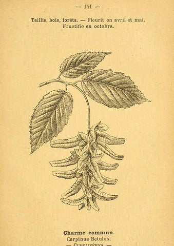 Reproducción/Reproduction 6022604962: Atlas de poche des plantes des champs, des prairies et des bois Paris :P. Klincksieck,[1894] 