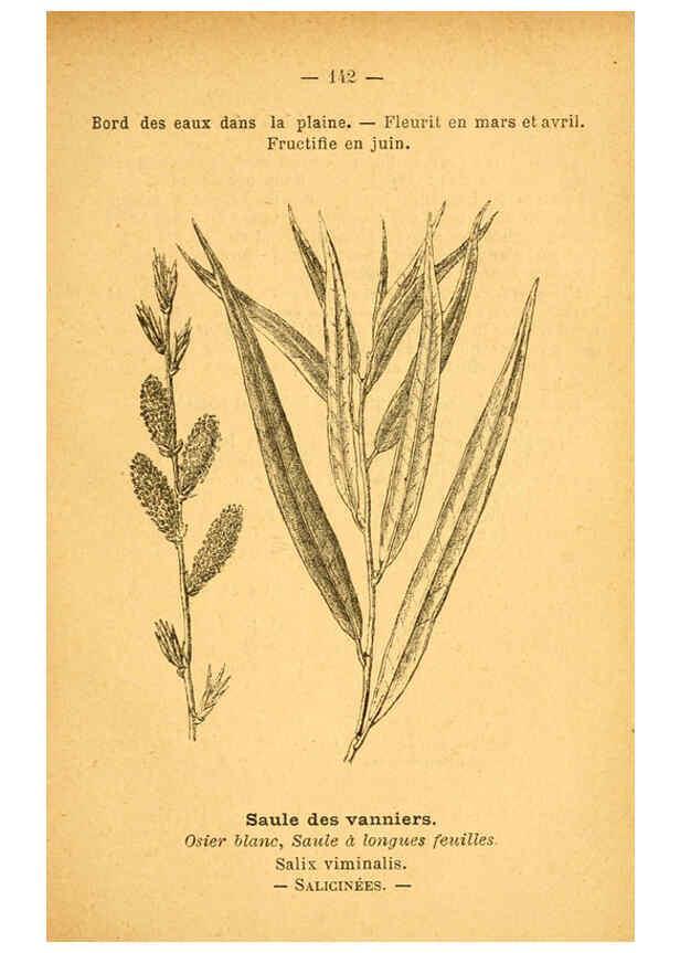 Reproducción/Reproduction 6022605232: Atlas de poche des plantes des champs, des prairies et des bois Paris :P. Klincksieck,[1894] 