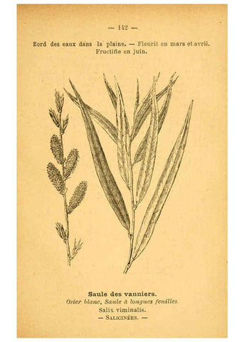 Reproducción/Reproduction 6022605232: Atlas de poche des plantes des champs, des prairies et des bois Paris :P. Klincksieck,[1894] 