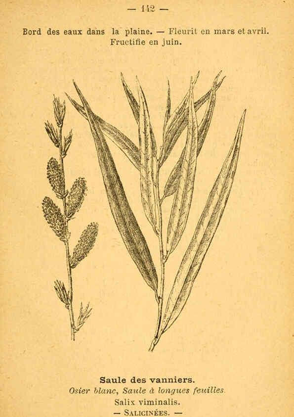 Reproducción/Reproduction 6022605232: Atlas de poche des plantes des champs, des prairies et des bois Paris :P. Klincksieck,[1894] 