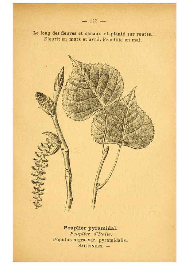Reproducción/Reproduction 6022605596: Atlas de poche des plantes des champs, des prairies et des bois Paris :P. Klincksieck,[1894] 