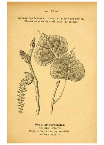 Reproducción/Reproduction 6022605596: Atlas de poche des plantes des champs, des prairies et des bois Paris :P. Klincksieck,[1894] 