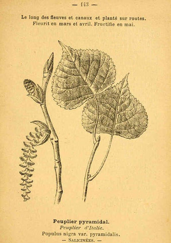 Reproducción/Reproduction 6022605596: Atlas de poche des plantes des champs, des prairies et des bois Paris :P. Klincksieck,[1894] 