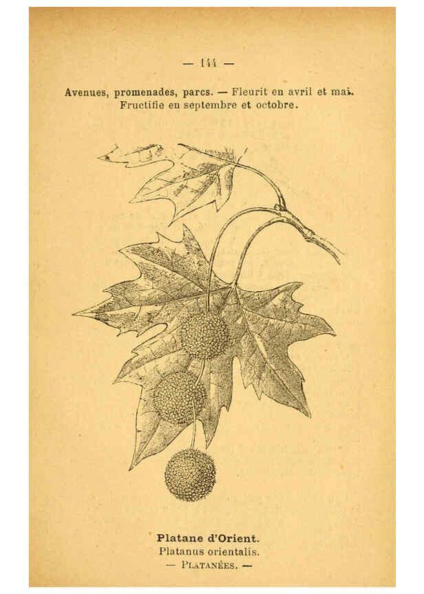 Reproducción/Reproduction 6022048467: Atlas de poche des plantes des champs, des prairies et des bois Paris :P. Klincksieck,[1894] 