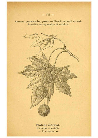 Reproducción/Reproduction 6022048467: Atlas de poche des plantes des champs, des prairies et des bois Paris :P. Klincksieck,[1894] 