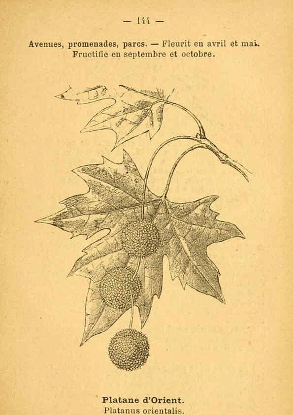 Reproducción/Reproduction 6022048467: Atlas de poche des plantes des champs, des prairies et des bois Paris :P. Klincksieck,[1894] 