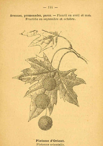 Reproducción/Reproduction 6022048467: Atlas de poche des plantes des champs, des prairies et des bois Paris :P. Klincksieck,[1894] 