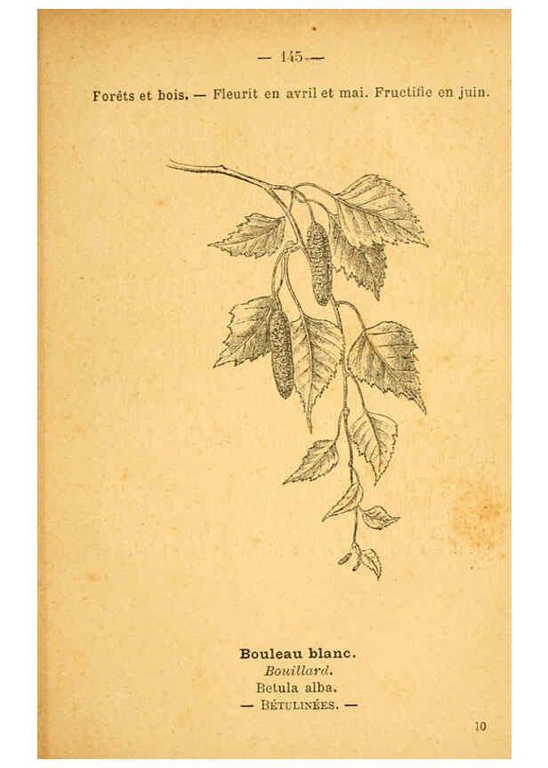 Reproducción/Reproduction 6022606218: Atlas de poche des plantes des champs, des prairies et des bois Paris :P. Klincksieck,[1894] 
