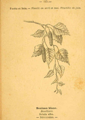 Reproducción/Reproduction 6022606218: Atlas de poche des plantes des champs, des prairies et des bois Paris :P. Klincksieck,[1894] 