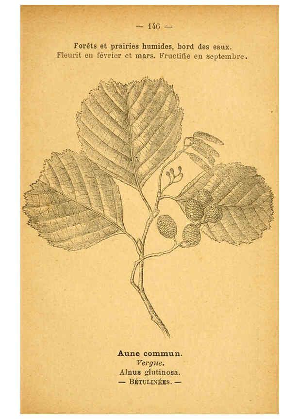 Reproducción/Reproduction 6022606616: Atlas de poche des plantes des champs, des prairies et des bois Paris :P. Klincksieck,[1894] 