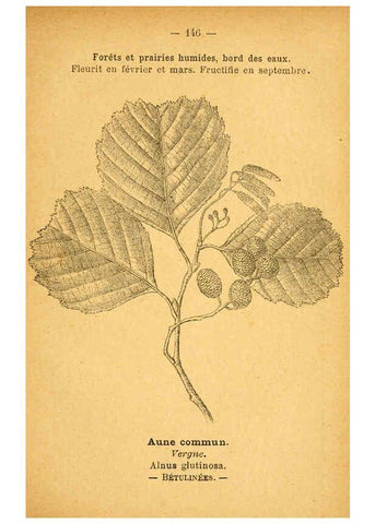 Reproducción/Reproduction 6022606616: Atlas de poche des plantes des champs, des prairies et des bois Paris :P. Klincksieck,[1894] 