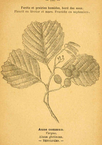 Reproducción/Reproduction 6022606616: Atlas de poche des plantes des champs, des prairies et des bois Paris :P. Klincksieck,[1894] 