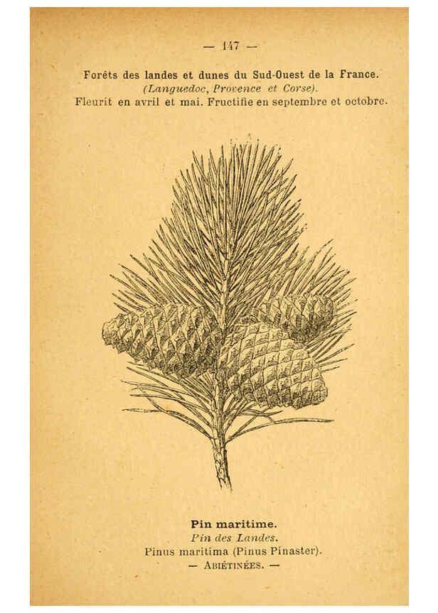 Reproducción/Reproduction 6022606908: Atlas de poche des plantes des champs, des prairies et des bois Paris :P. Klincksieck,[1894] 