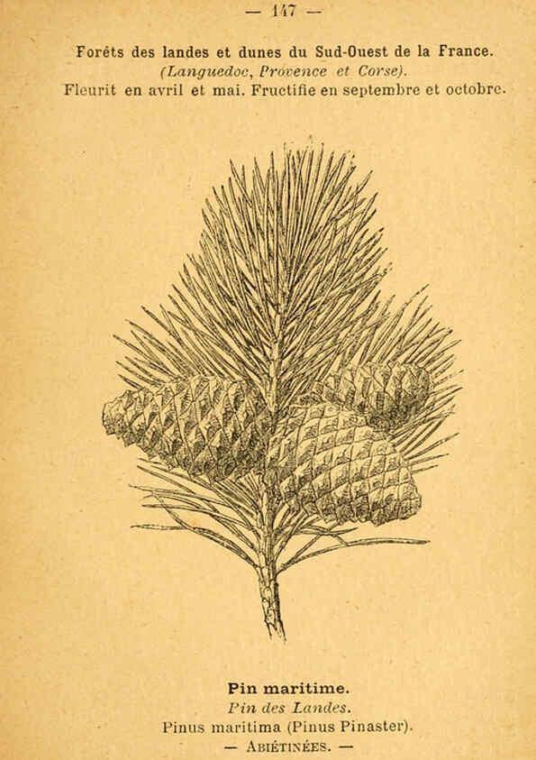 Reproducción/Reproduction 6022606908: Atlas de poche des plantes des champs, des prairies et des bois Paris :P. Klincksieck,[1894] 
