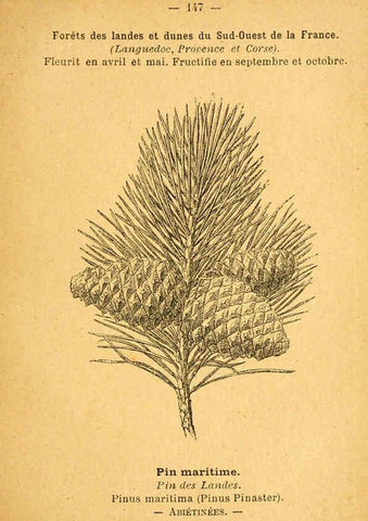 Reproducción/Reproduction 6022606908: Atlas de poche des plantes des champs, des prairies et des bois Paris :P. Klincksieck,[1894] 