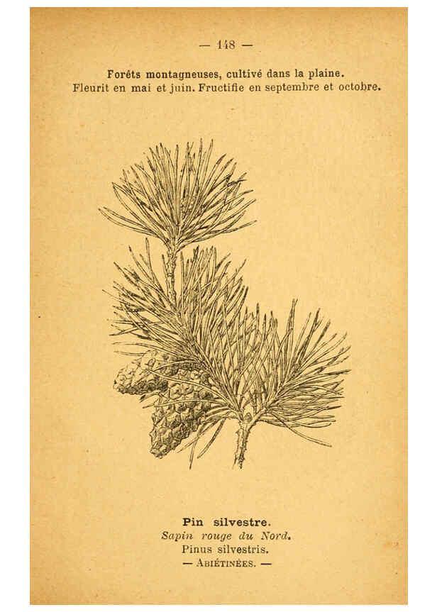 Reproducción/Reproduction 6022607496: Atlas de poche des plantes des champs, des prairies et des bois Paris :P. Klincksieck,[1894] 