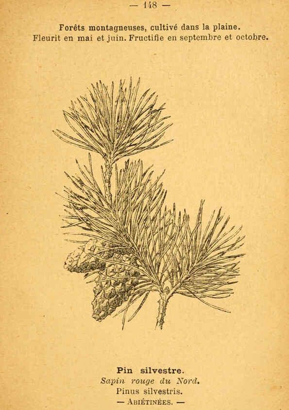 Reproducción/Reproduction 6022607496: Atlas de poche des plantes des champs, des prairies et des bois Paris :P. Klincksieck,[1894] 