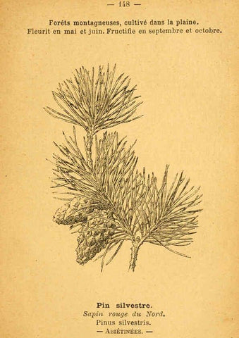 Reproducción/Reproduction 6022607496: Atlas de poche des plantes des champs, des prairies et des bois Paris :P. Klincksieck,[1894] 
