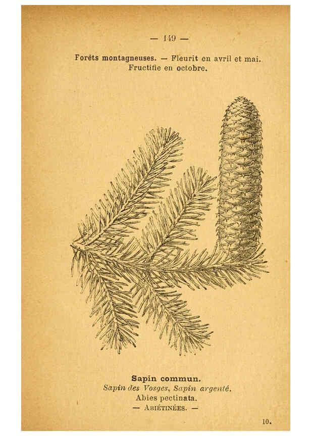 Reproducción/Reproduction 6022050463: Atlas de poche des plantes des champs, des prairies et des bois Paris :P. Klincksieck,[1894] 