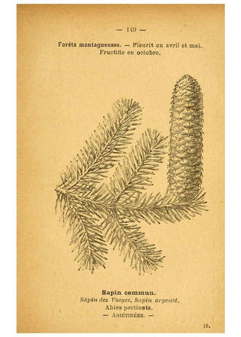 Reproducción/Reproduction 6022050463: Atlas de poche des plantes des champs, des prairies et des bois Paris :P. Klincksieck,[1894] 