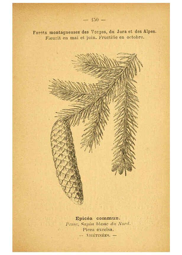 Reproducción/Reproduction 6022608114: Atlas de poche des plantes des champs, des prairies et des bois Paris :P. Klincksieck,[1894] 