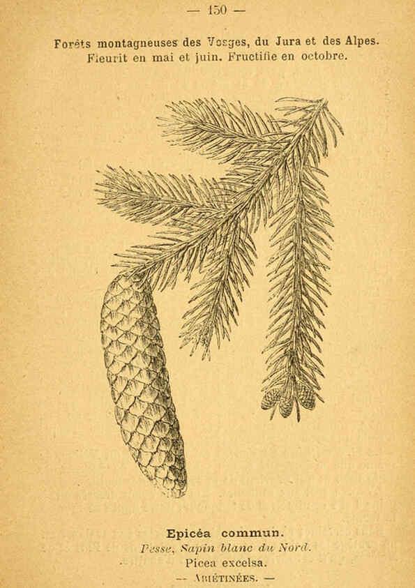 Reproducción/Reproduction 6022608114: Atlas de poche des plantes des champs, des prairies et des bois Paris :P. Klincksieck,[1894] 