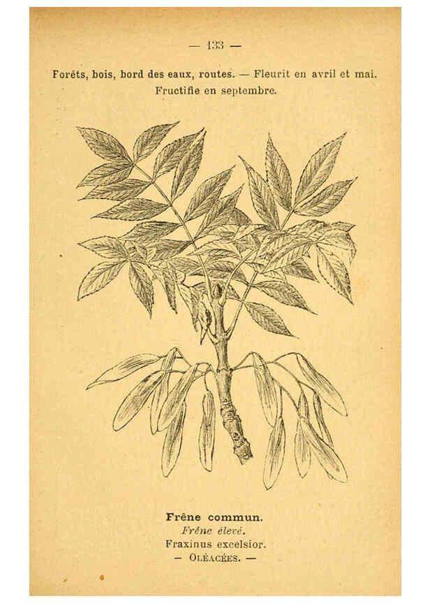 Reproducción/Reproduction 6022044447: Atlas de poche des plantes des champs, des prairies et des bois Paris :P. Klincksieck,[1894] 