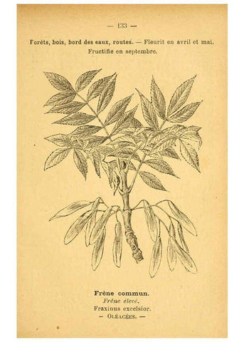 Reproducción/Reproduction 6022044447: Atlas de poche des plantes des champs, des prairies et des bois Paris :P. Klincksieck,[1894] 