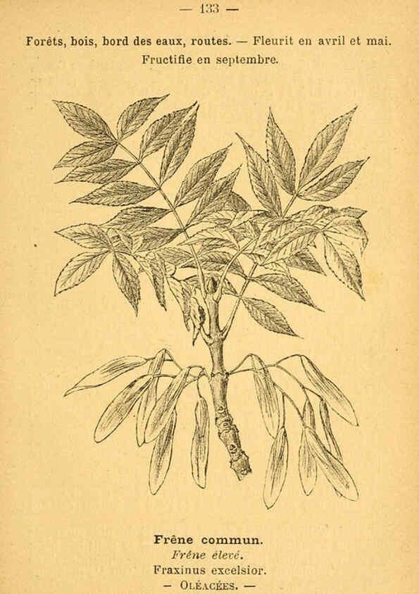 Reproducción/Reproduction 6022044447: Atlas de poche des plantes des champs, des prairies et des bois Paris :P. Klincksieck,[1894] 
