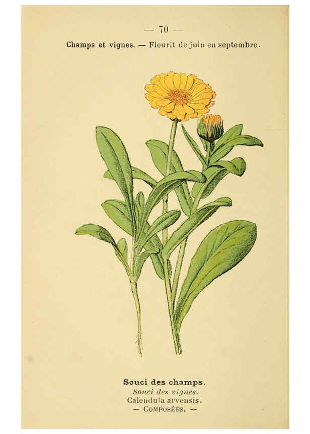Reproducción/Reproduction 6022010145: Atlas de poche des plantes des champs, des prairies et des bois Paris :P. Klincksieck,[1894] 