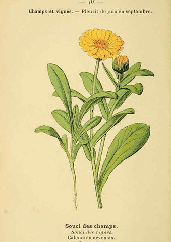 Reproducción/Reproduction 6022010145: Atlas de poche des plantes des champs, des prairies et des bois Paris :P. Klincksieck,[1894] 