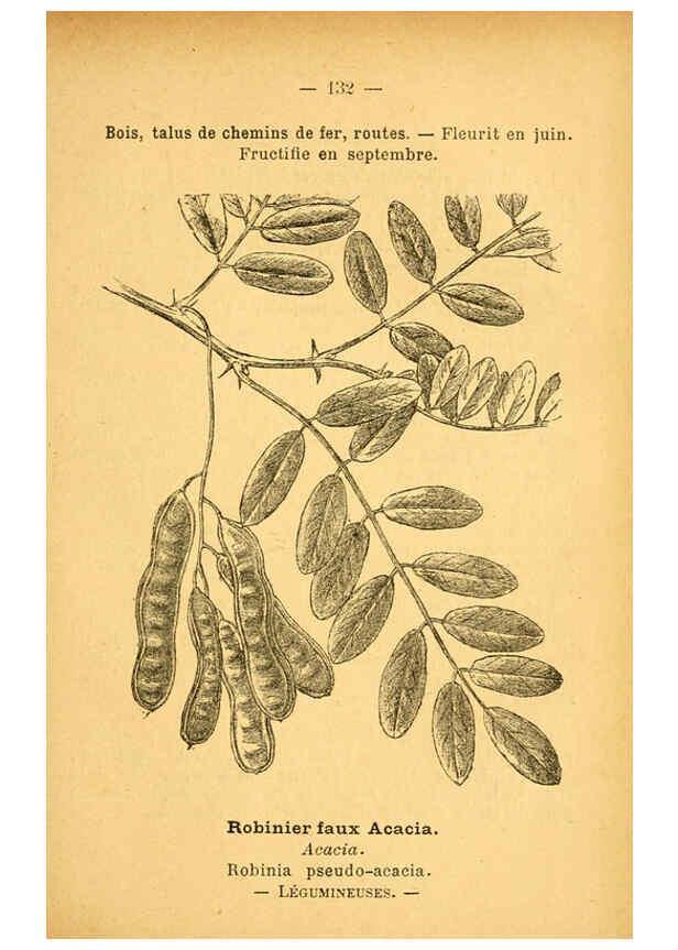 Reproducción/Reproduction 6022601518: Atlas de poche des plantes des champs, des prairies et des bois Paris :P. Klincksieck,[1894] 